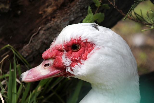 顶和防守上 顶和防守上